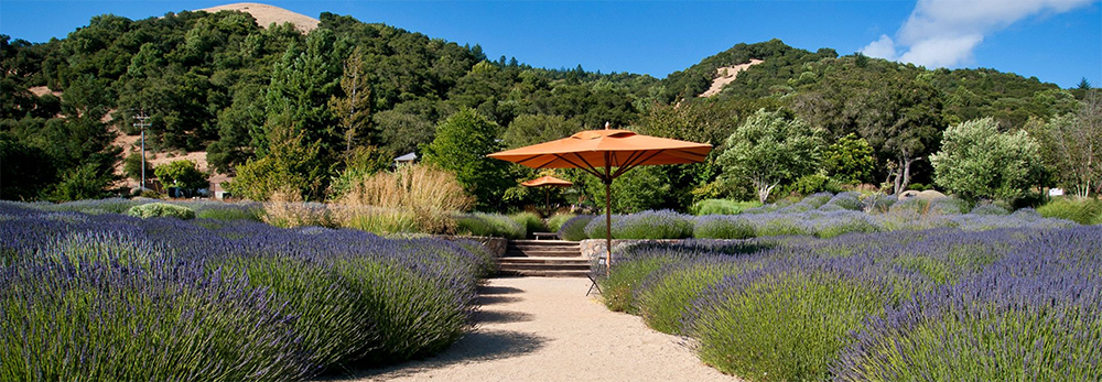 Matanzas Creek Winery